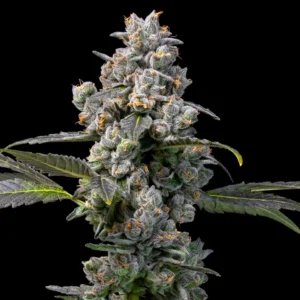 Buy Cookies Apples & Bananas x Berniehana Butter Feminized Seeds