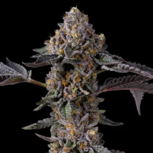 Buy Cookies Berniehana Butter x Triple Scoop Feminized Seeds
