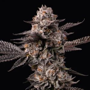 Buy Cookies Lemon Cherry Gelato x Berniehana Butter Feminized Seeds